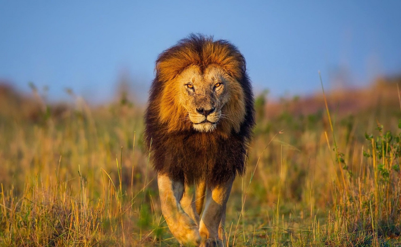 From Business Deals to Big Five Safaris