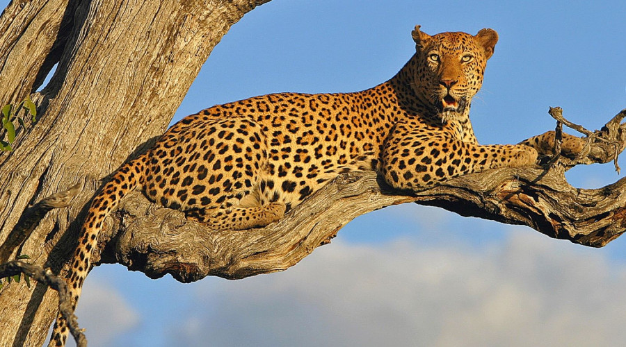 Big Five, Bigger Perspective