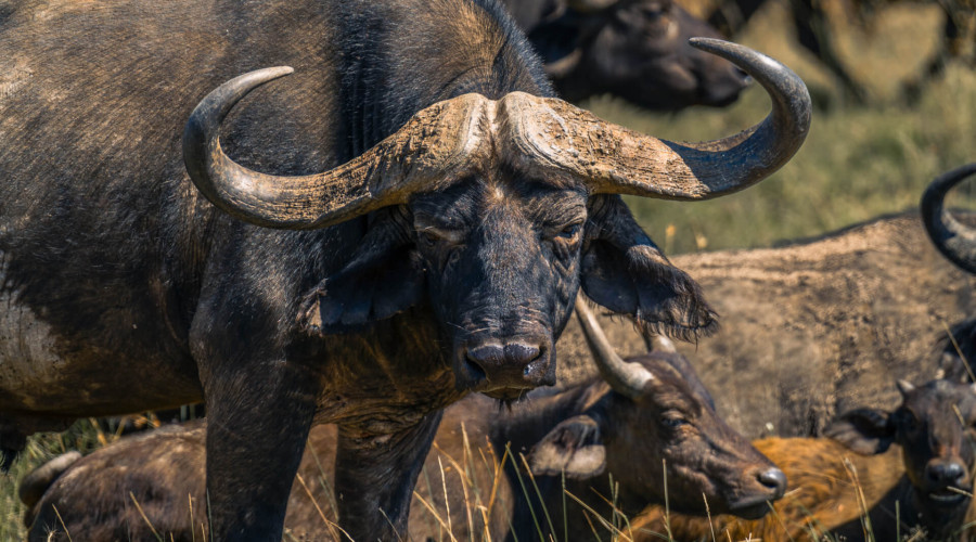 Executive Retreats & Leadership Safaris