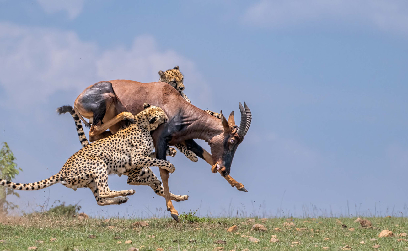 How to Take the Best Photos on a Safari in Tanzania & Kenya