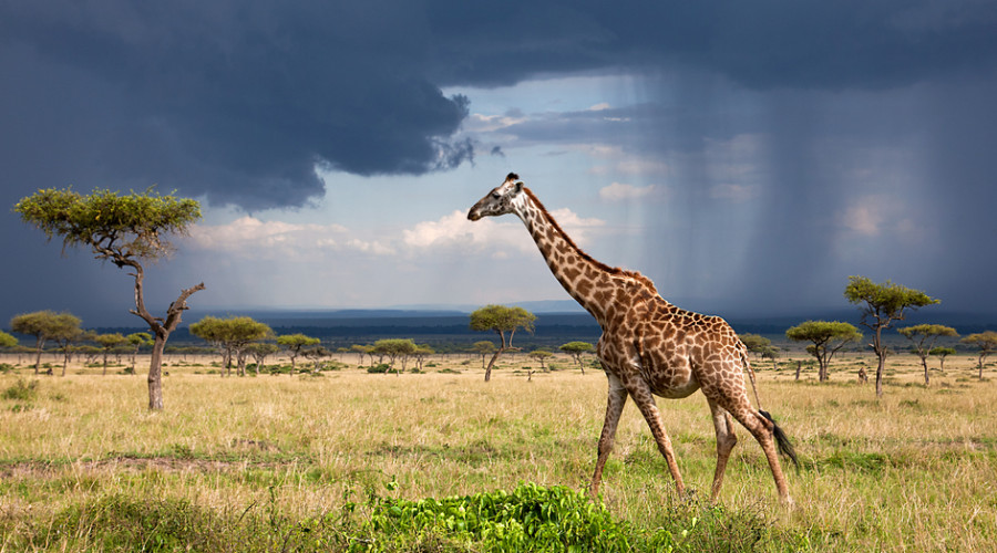 Respect Wildlife & Guides