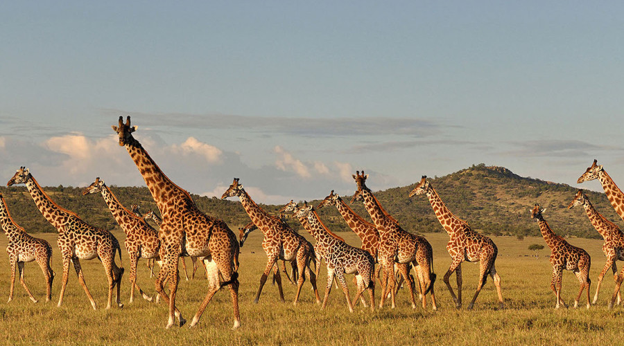 Family & Friends Safari + Zanzibar (10 Days)