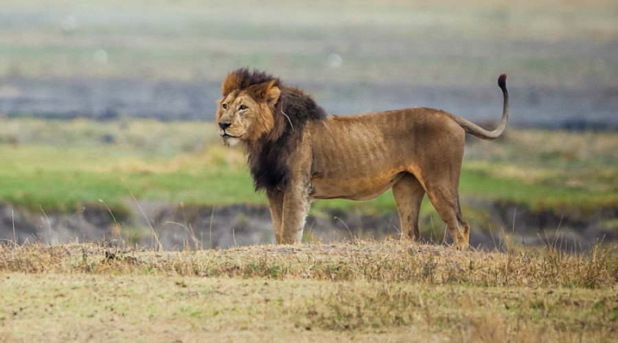 Classic Northern Circuit Safari (7 Days)