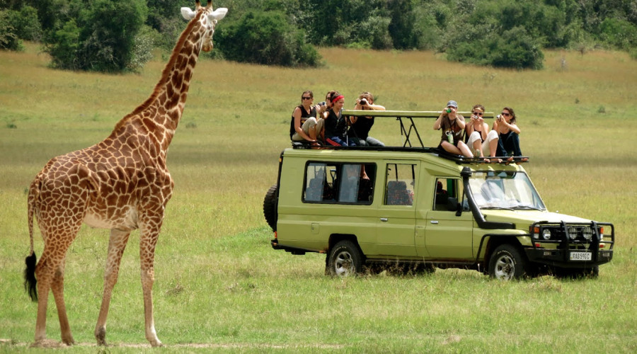 Migration & Calving Season Safari (6–8 Days)