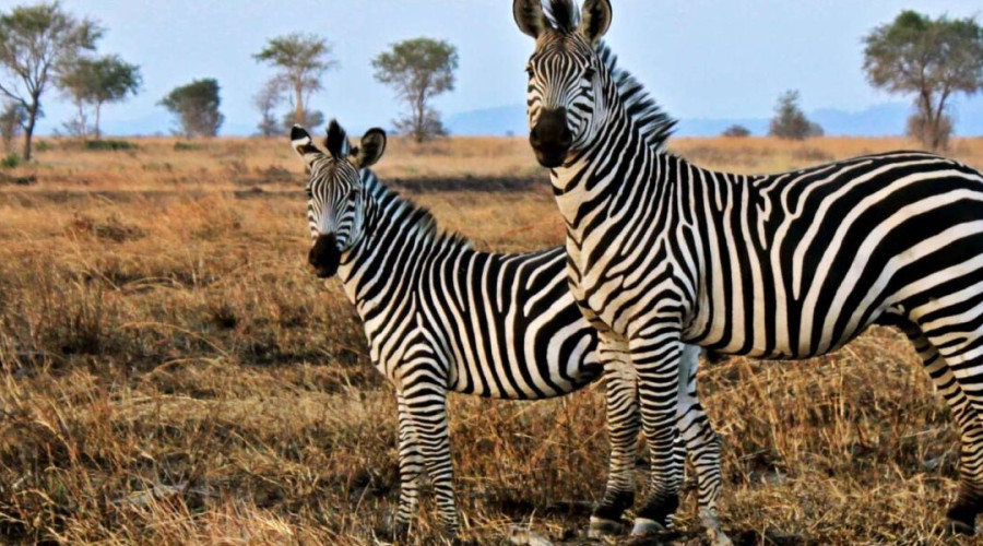 Southern Tanzania Expedition (8 Days)