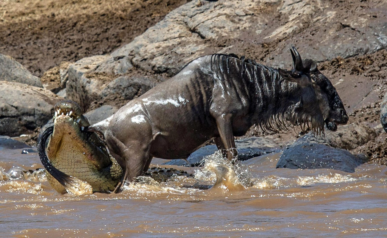 The Silent Predators of the Mara River – Crocodiles