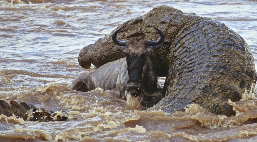 Crocodile Hunting Techniques – A Lesson in Patience