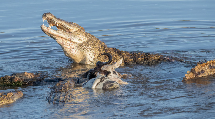 Crocodiles in the Serengeti – Masters of Stealth