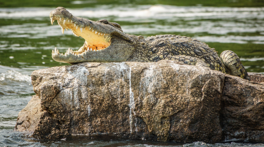 Witnessing the Crocodile’s Silent Hunt