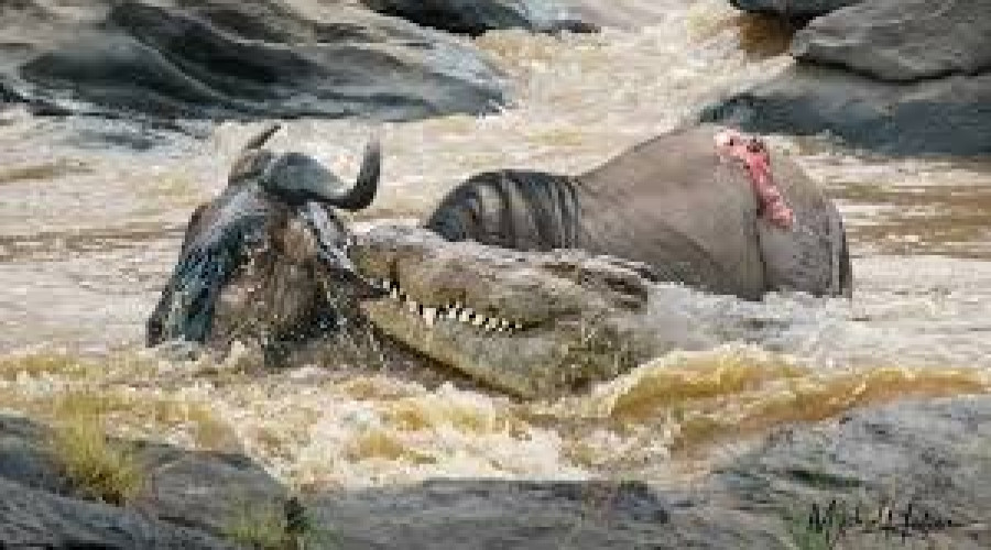 The Crocodile’s Survival Strategy