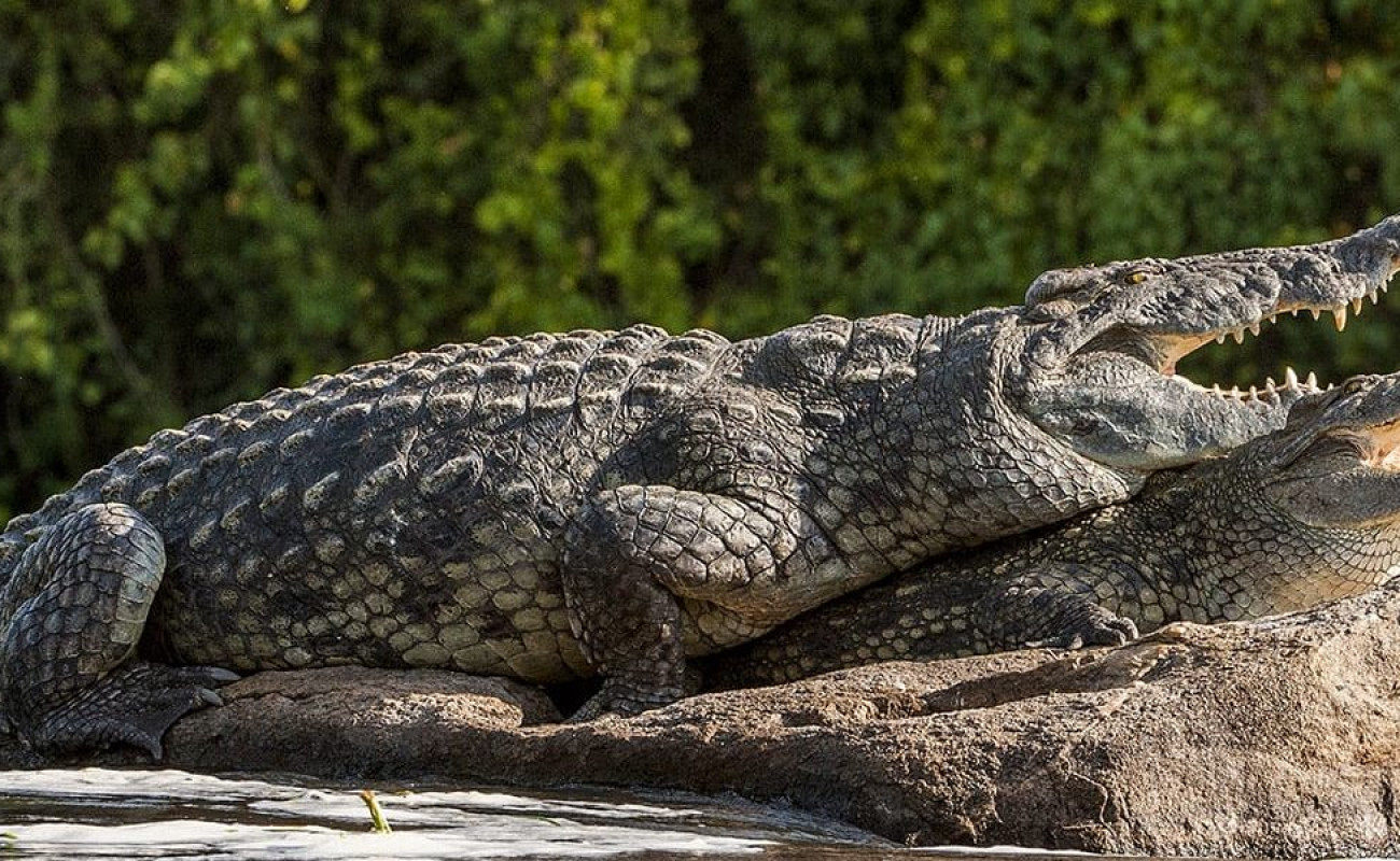 Where to Go & See Crocodile’s Kingdom in Tanzania