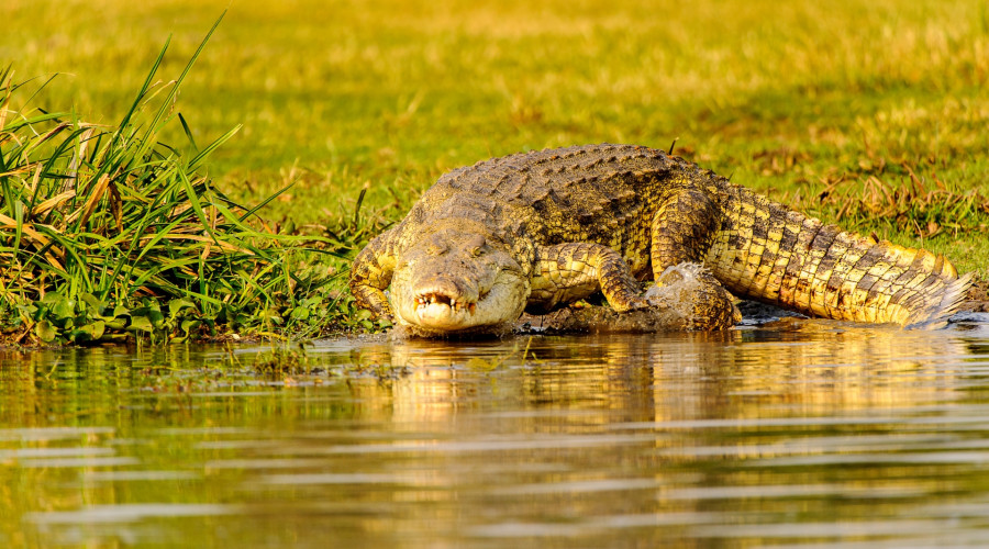 Katavi National Park – Remote Wilderness and Crocodile-filled Rivers