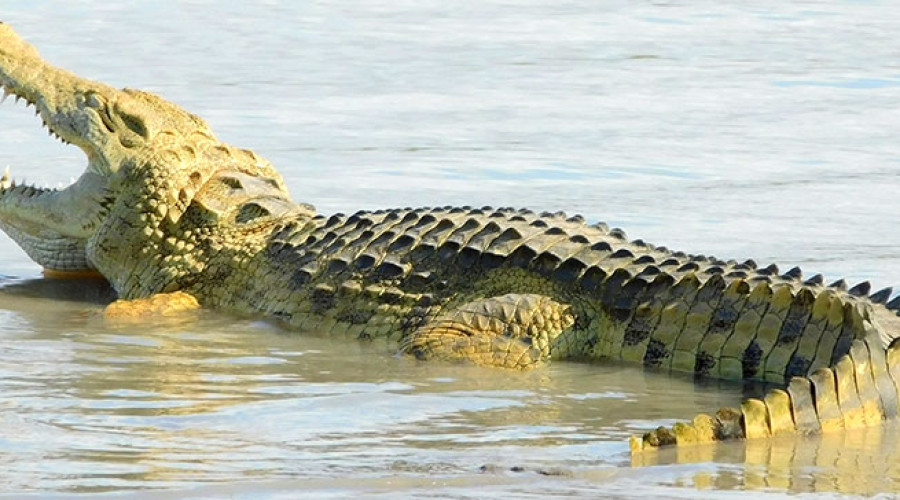 Ruaha National Park – River Crocodiles in Seclusion