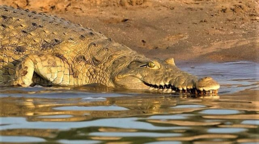 Nyerere National Park – The Kingdom of the Crocodiles