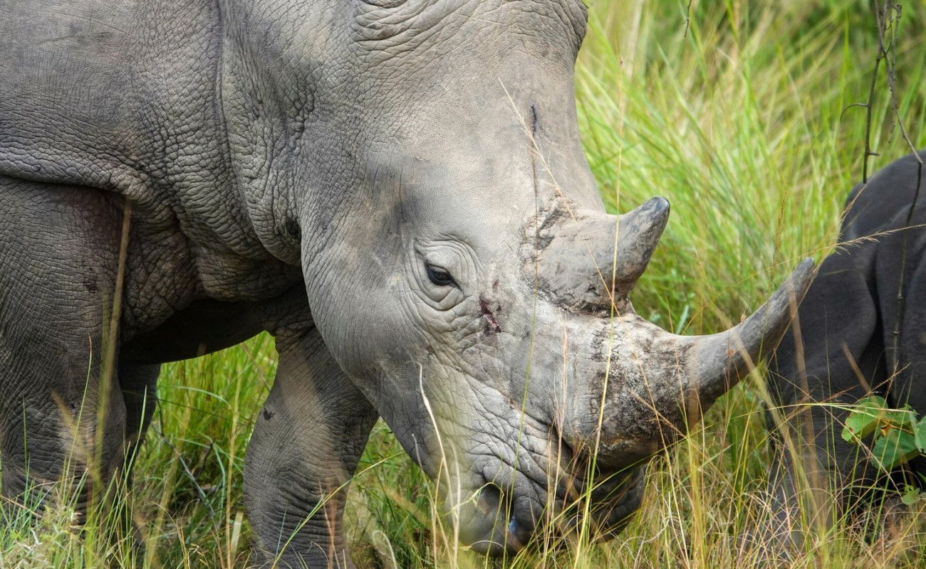 Uganda’s Path to Rhino Redemption