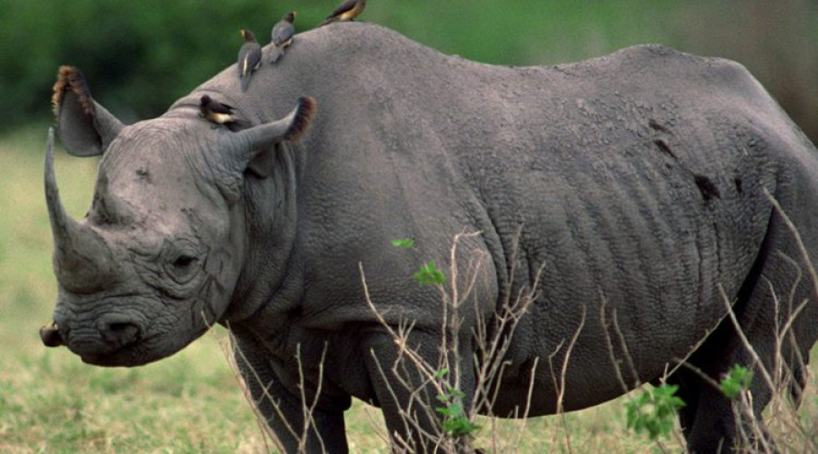 Rhino Tracking on Foot