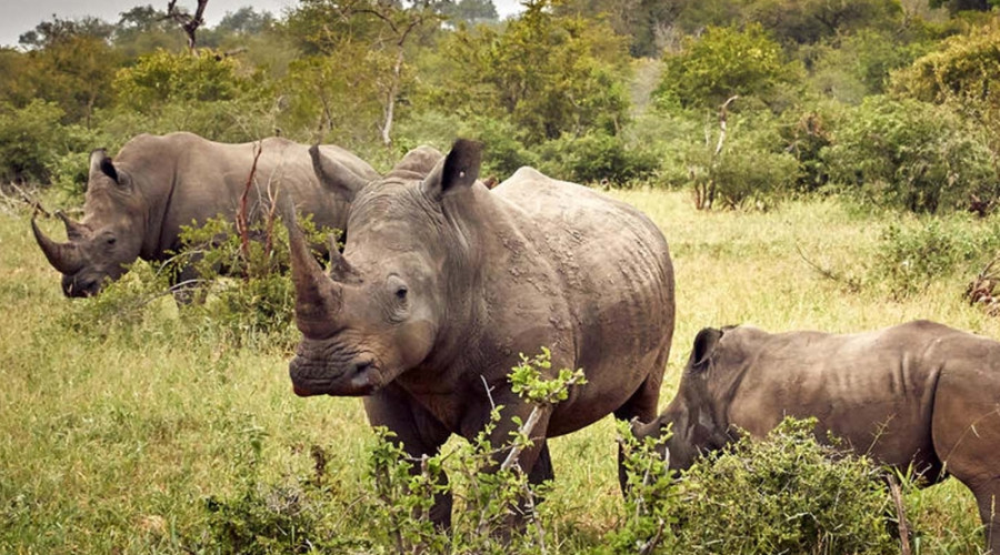 Why Ziwa Rhino Sanctuary Matters