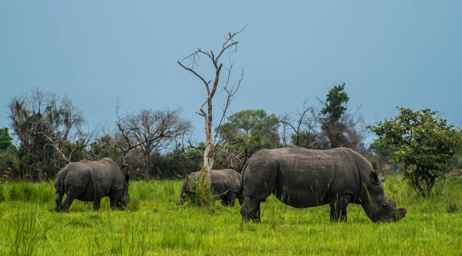 Best Time to Visit Ziwa Rhino Sanctuary
