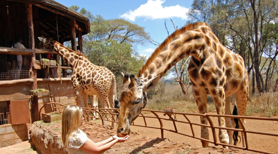 What Makes the Giraffe Centre Special?