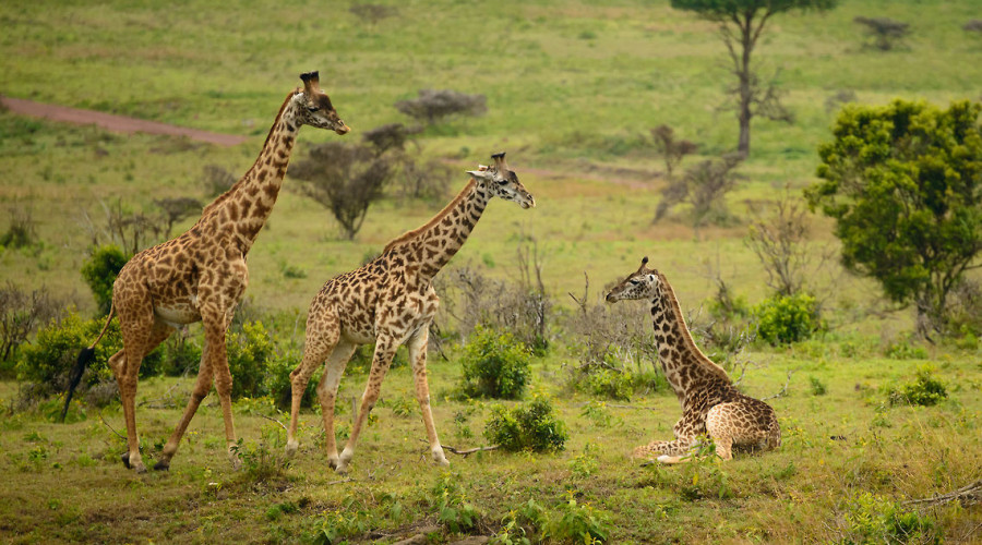 Walk Among Wildlife in Arusha National Park