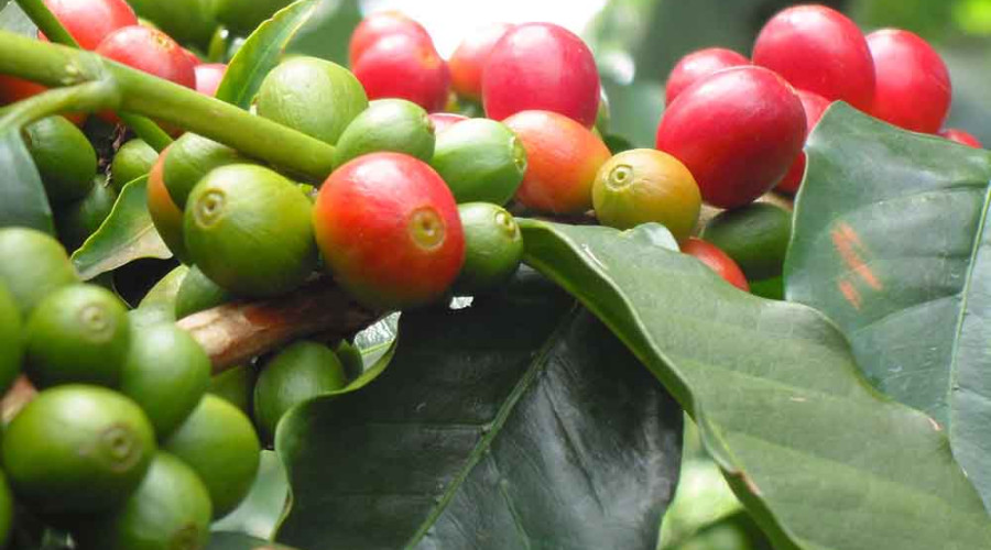 Coffee Tour in Tengeru or Nkoaranga