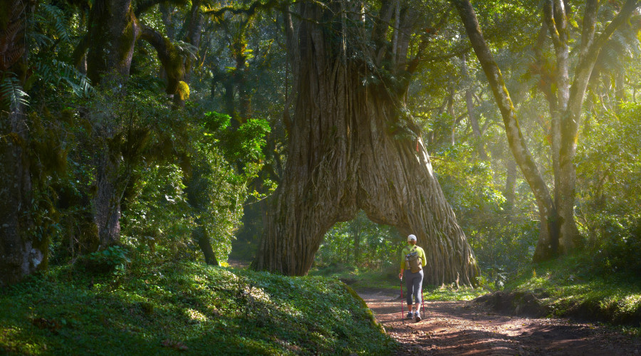 Forest Meditation and Nature Therapy Walks