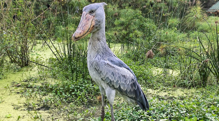 Birdwatching at Mabamba Swamp (Home of the Shoebill)