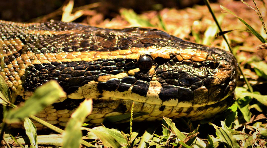 Visit the Reptile Village Uganda