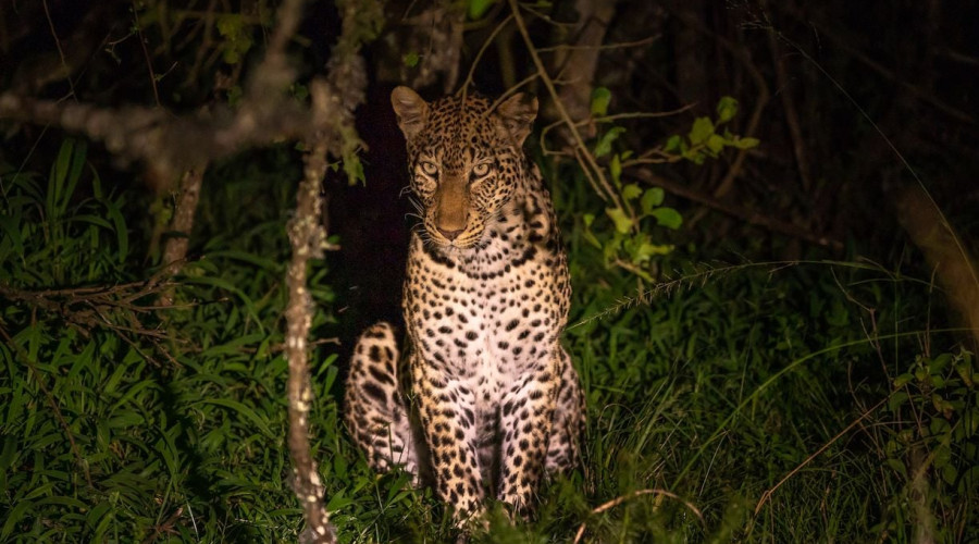 NIGHT GAME DRIVES