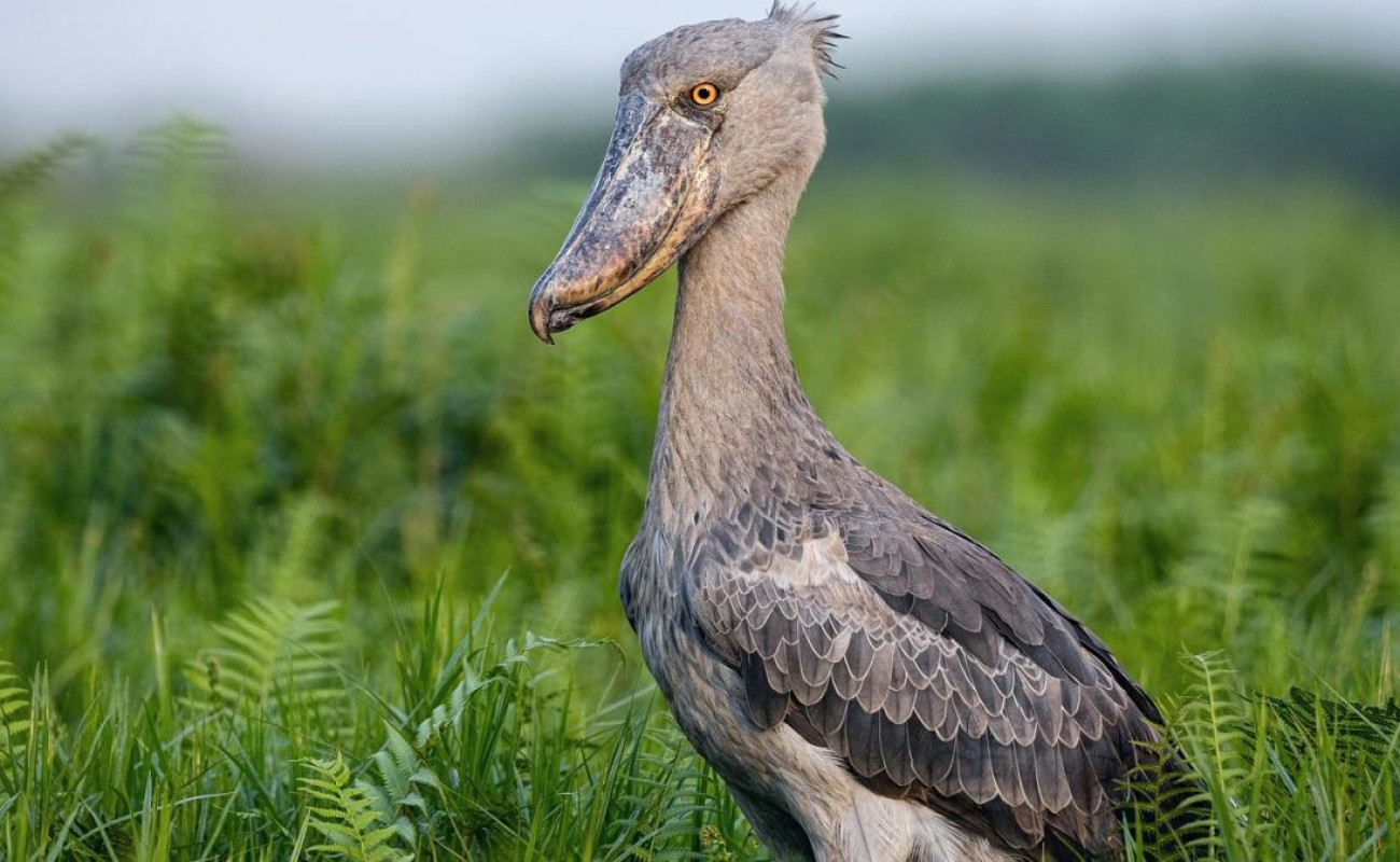 Face to Face with the Shoebill