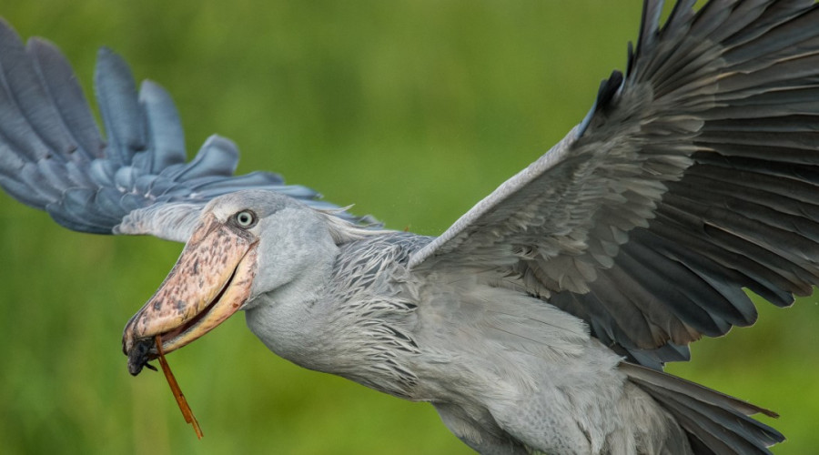 Why Birdwatchers Love the Shoebill