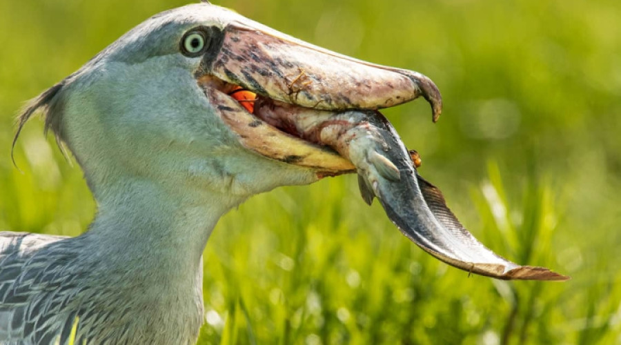 Top Destinations for Shoebill Safaris in Uganda