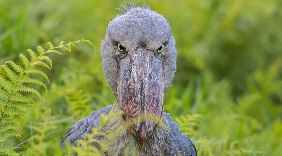 What Makes the Shoebill So Special?