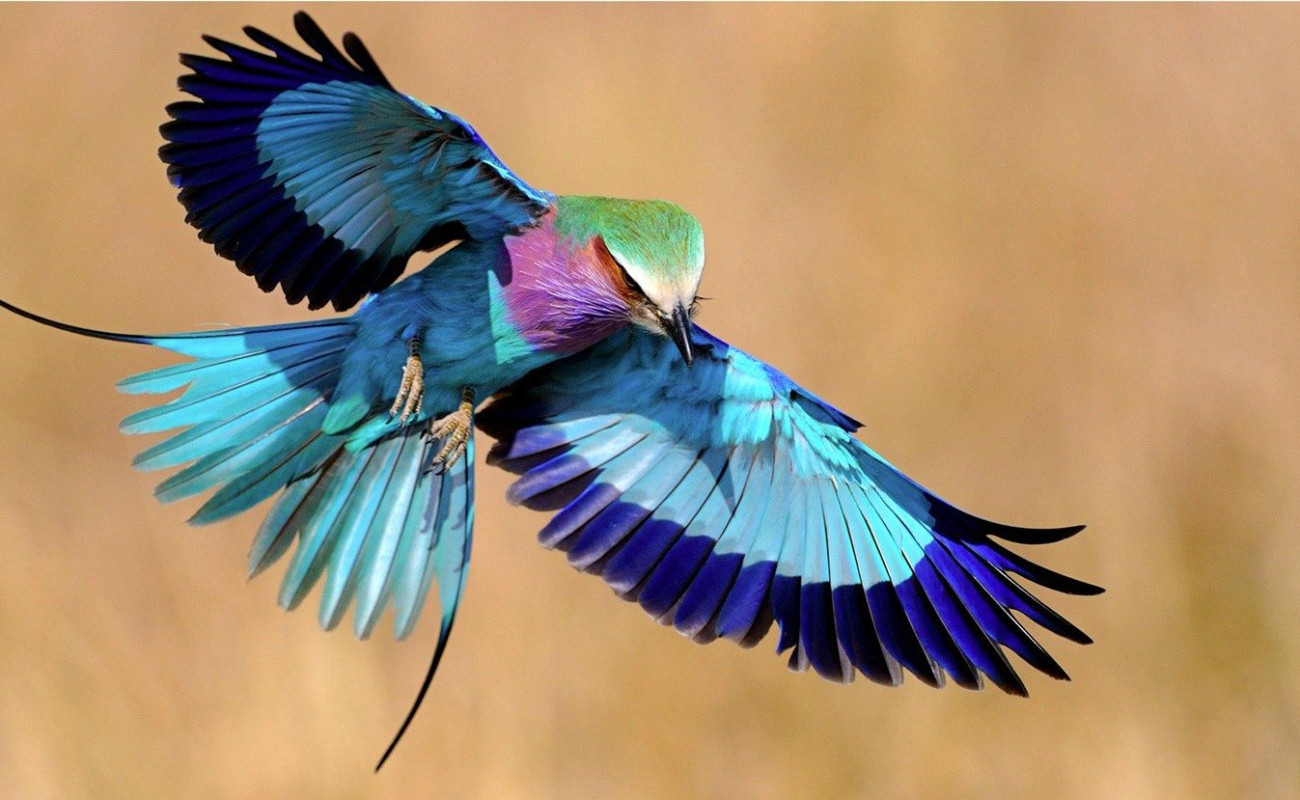 Lilac-Breasted Roller – The Flying Rainbow of Africa