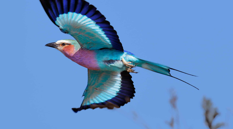 A Flash of Color in the Wild