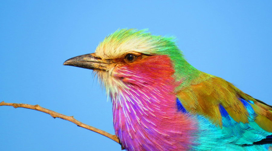 Join Us and Spot the Flying Rainbow