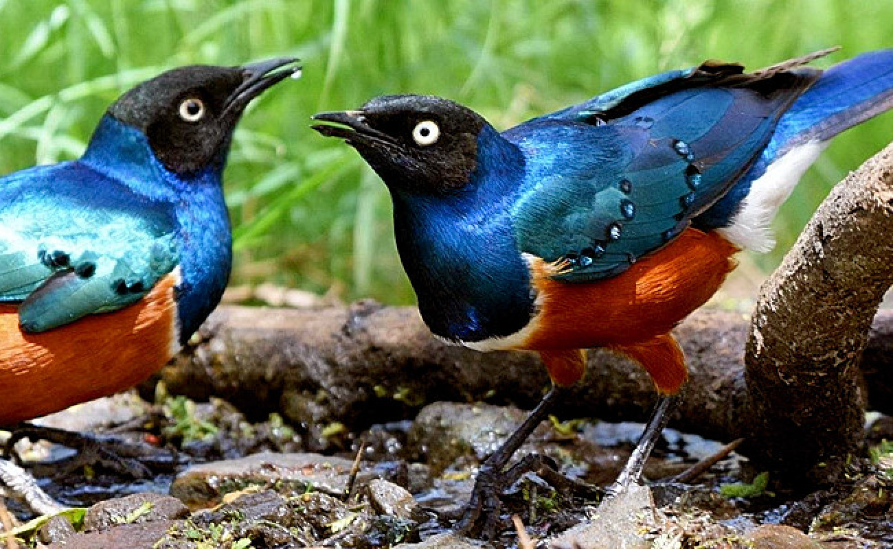 Superb Starling – The Jewel of the Campgrounds