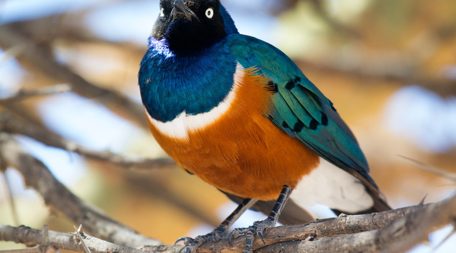 Join Eagle Soul Adventure for a Birdwatching Experience Like No Other