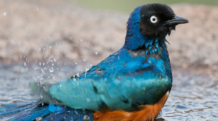Where to Spot the Superb Starling