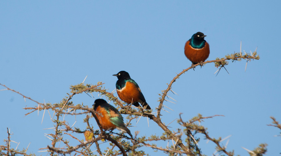 Ecological Role and Behavior