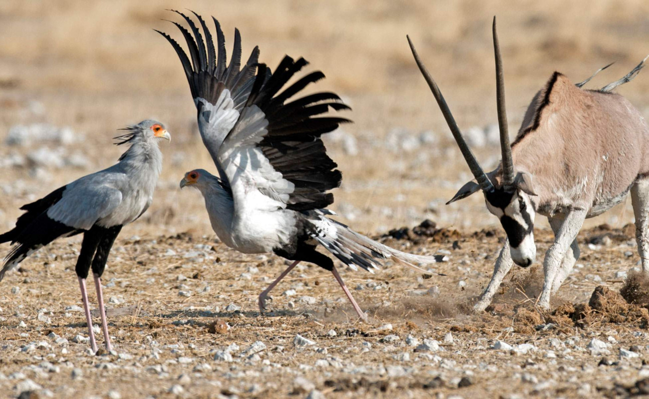 Secretary Bird – The Snake-Hunting Striker