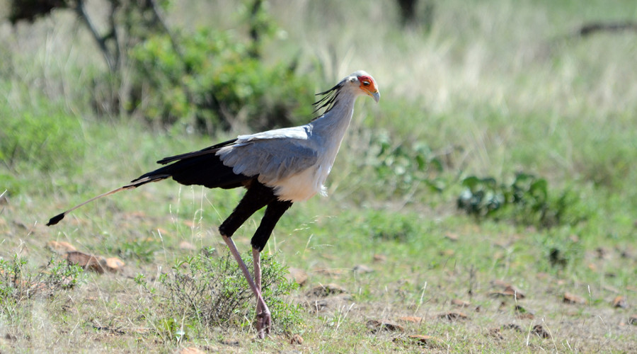 The Secretary Bird on Safari with Eagle Soul Adventure