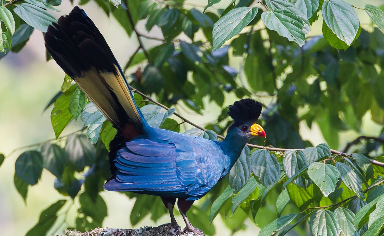 Great Blue Turaco – The Royal Blue of East Africa’s Forest Canopy