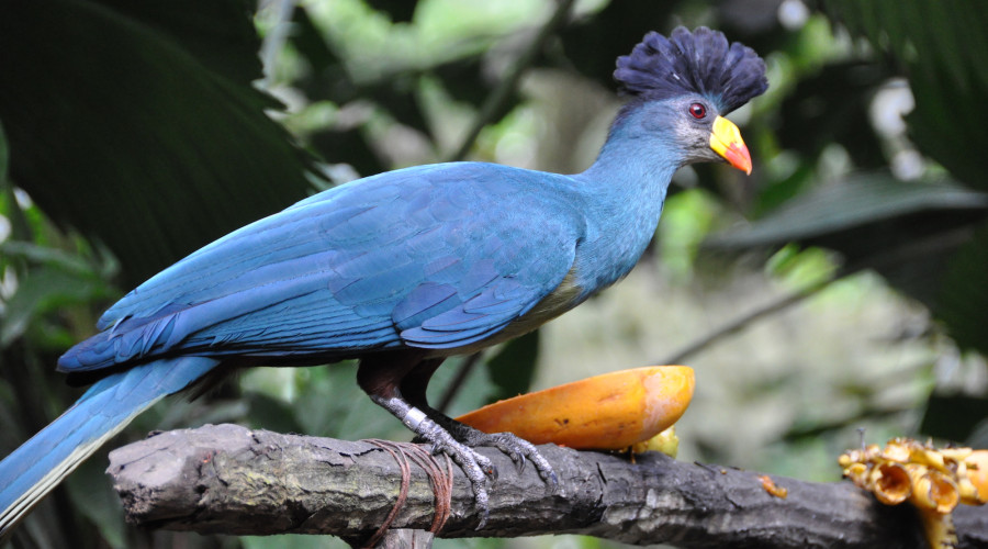 Where to Spot the Great Blue Turaco