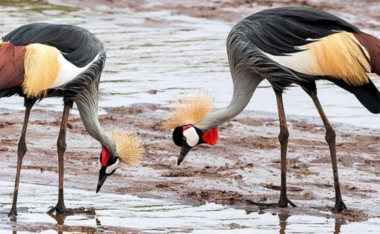 Grey Crowned Crane – The Royal Spirit of East Africa