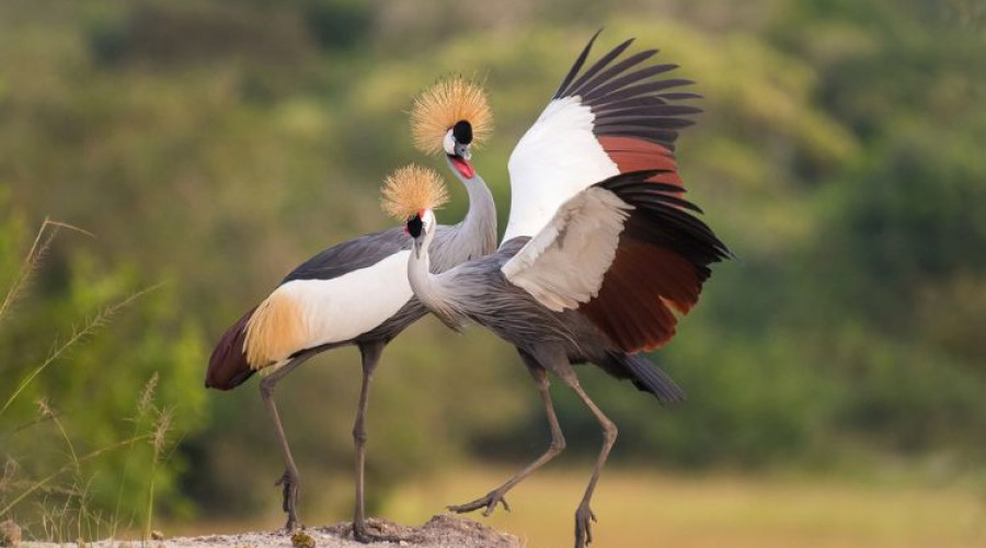  Dance of the Crowned Crane
