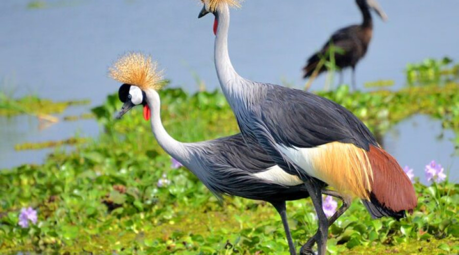 Where to Spot Grey Crowned Cranes in East Africa