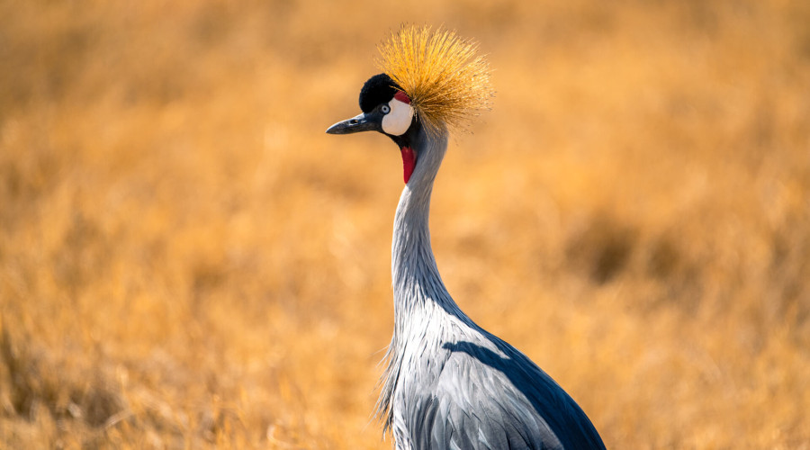  The National Bird of Uganda
