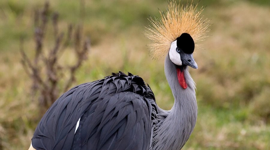 Best Time to See Grey Crowned Cranes