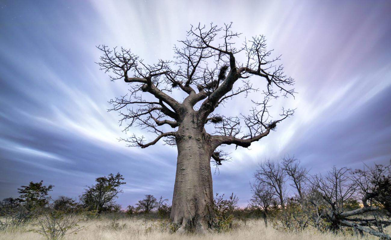The Majestic Baobab Trees of Ruaha National Park